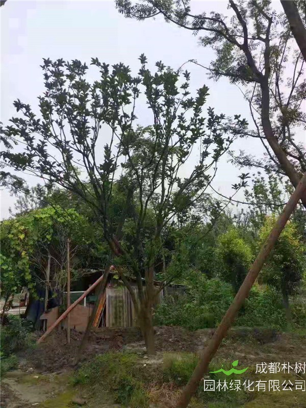 如何嫁接柚子树？