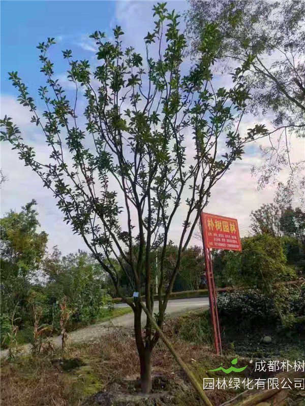 柚子树什么样？