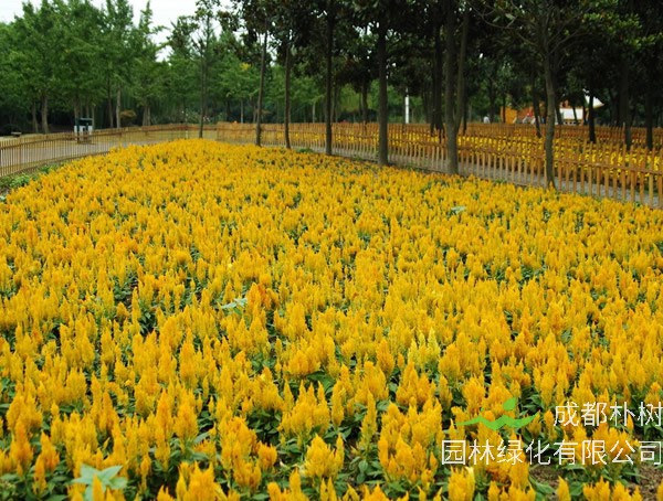 凤尾鸡冠花什么时候播种比较好？