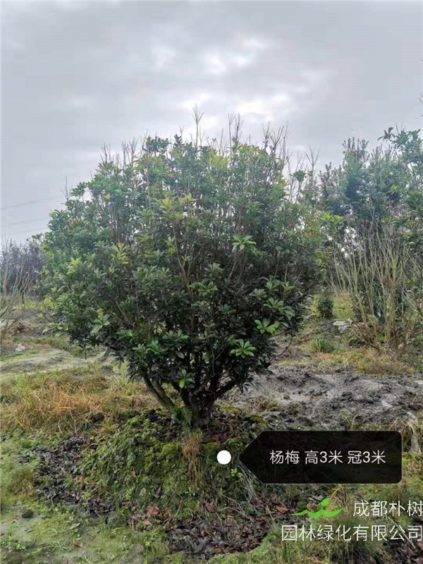 杨梅树如何种植？