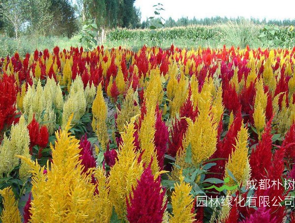 凤尾鸡冠花的种植方法有哪些？