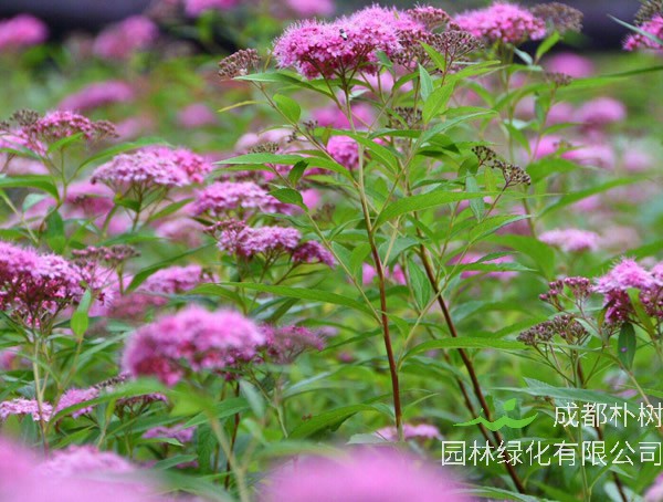 粉花绣线菊的功效与作用有哪些？