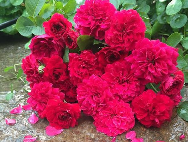 红色达芬奇月季优缺点有哪些？