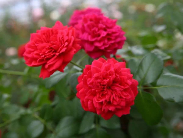 红色达芬奇月季是藤本还是灌木植物？