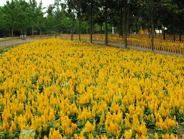 凤尾鸡冠花什么时候播种比较好？