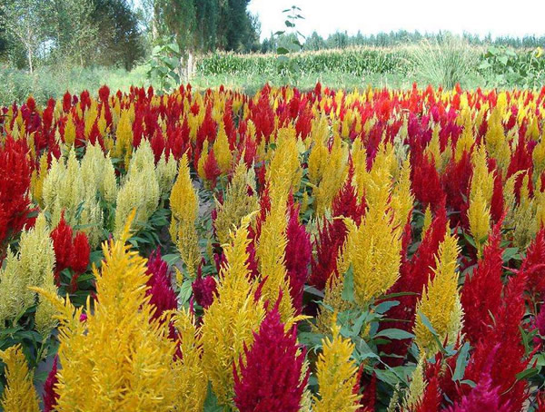 凤尾鸡冠花的种植方法有哪些？