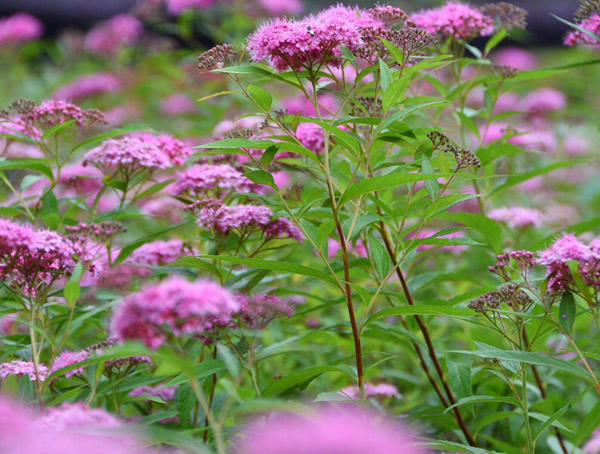 粉花绣线菊的功效与作用有哪些？