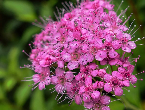 粉花绣线菊的花语是什么？花期是什么时间？
