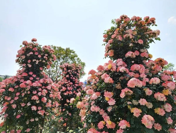 安德烈月季的优缺点有哪些？