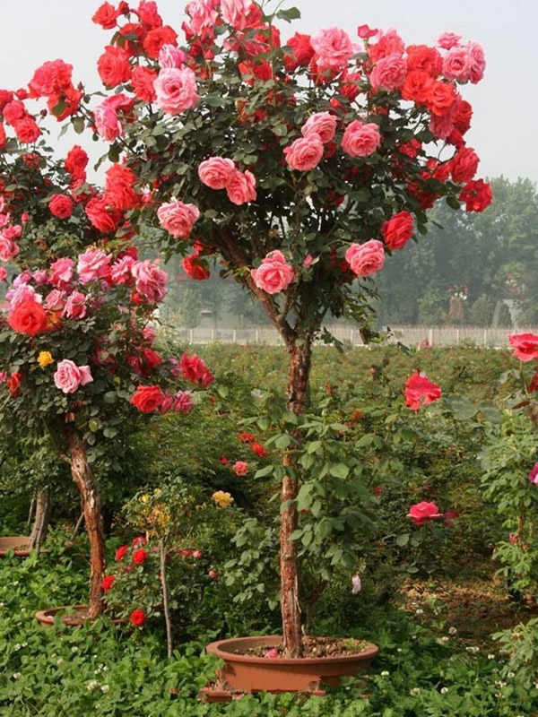 安德烈月季是藤本植物吗？