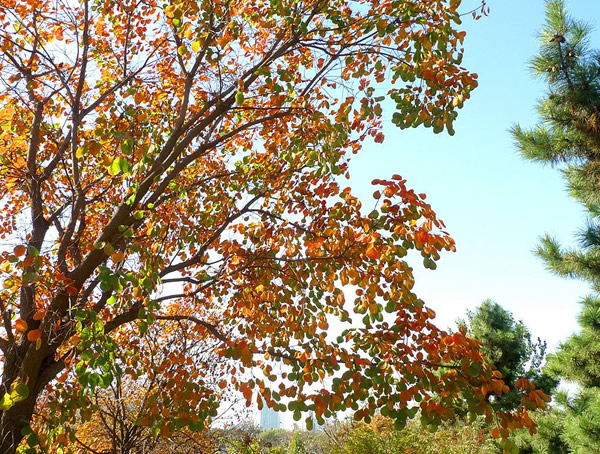 黄栌扦插成活率高吗？怎么扦插最容易成活？