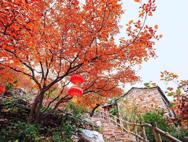 黄栌的叶子在秋天为什么会变红？