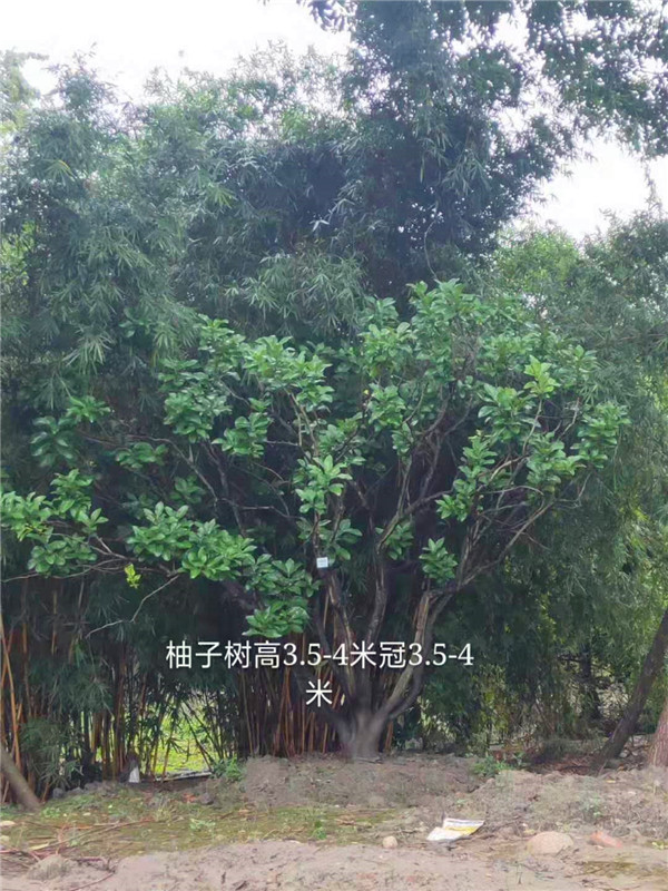 柚子树怎么种？
