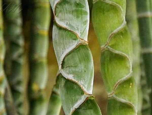 龙鳞竹的种植方法有哪些？