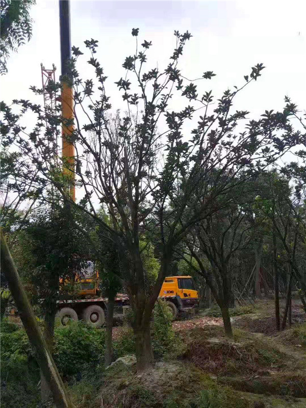 柚子树哪个地方生长？