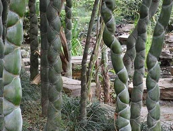 龙鳞竹有什么用？功效与作用是什么？