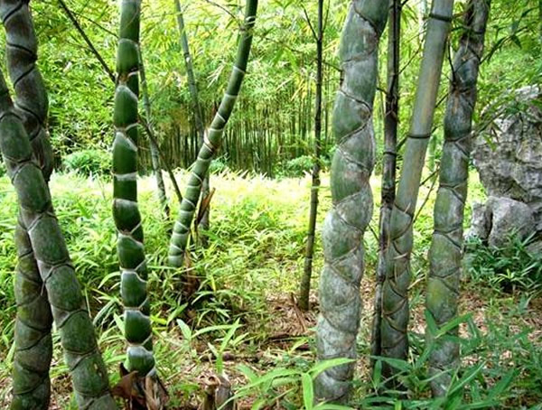 龙鳞竹怕冷吗？能够在北方种植么？