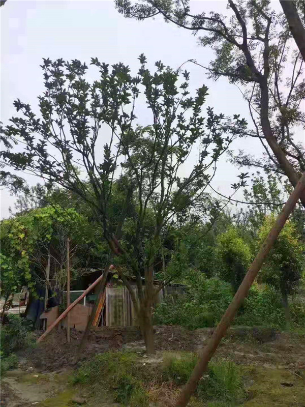 如何嫁接柚子树？