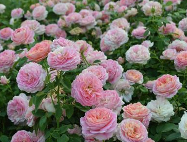 莫奈月季的优缺点有哪些？