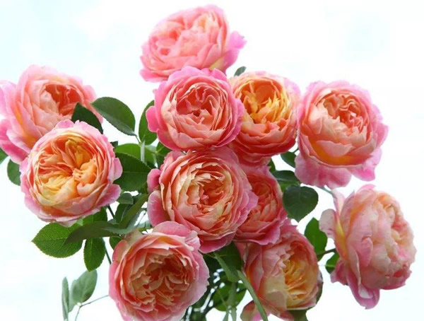 莫奈月季是藤本植物吗？