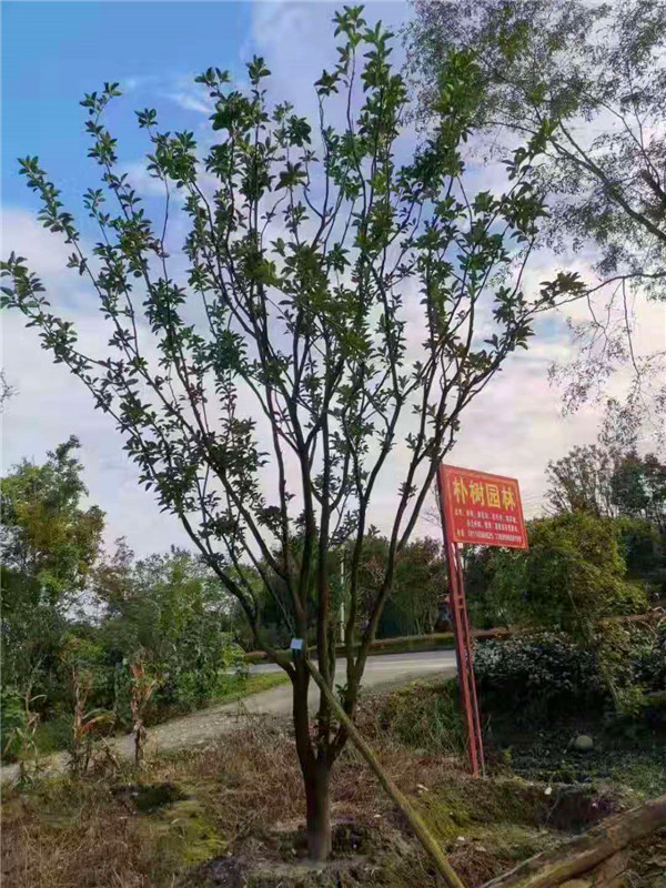 柚子树什么样？