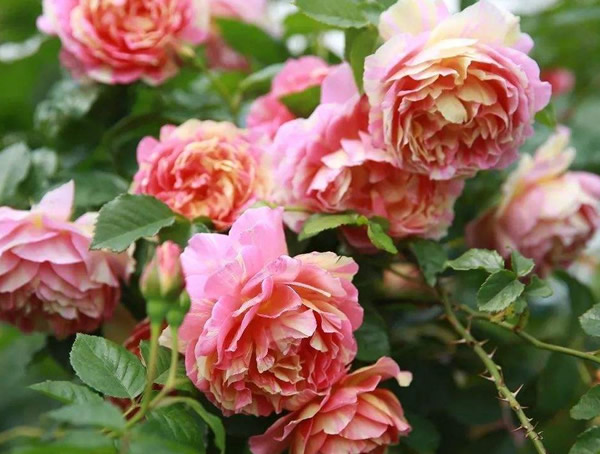 莫奈月季好养吗？怎么养植容易成活？