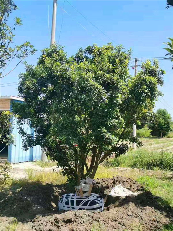 杨梅树如何种植？