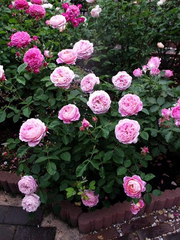 法国莫奈月季耐寒吗？