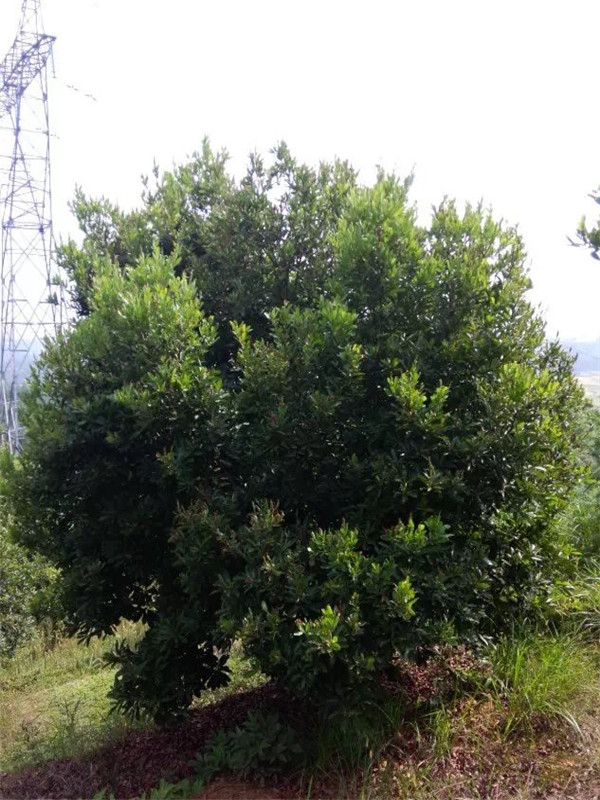 杨梅树如何修剪？如何嫁接？