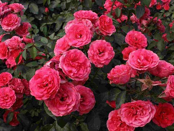 大地主月季的优缺点有哪些？