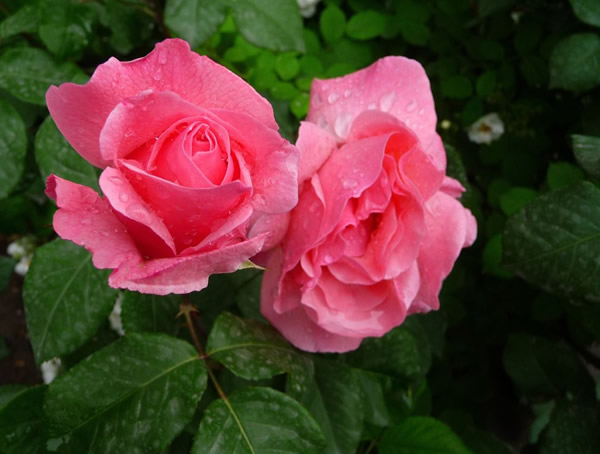 大地主月季可以在阳台种植么？