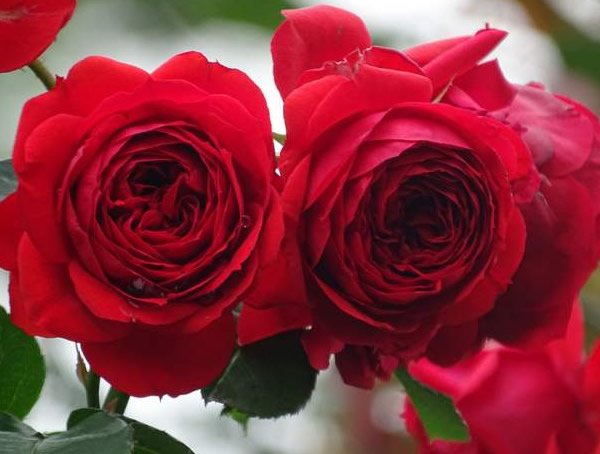 大地主月季是灌木植物吗？