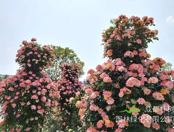 安德烈月季的优缺点有哪些？