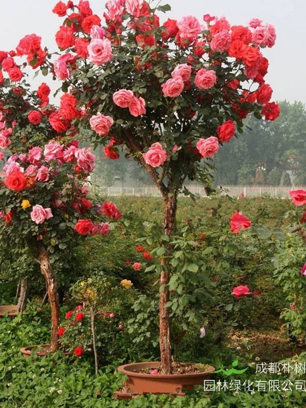 安德烈月季是藤本植物吗？