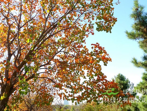 黄栌扦插成活率高吗？怎么扦插最容易成活？