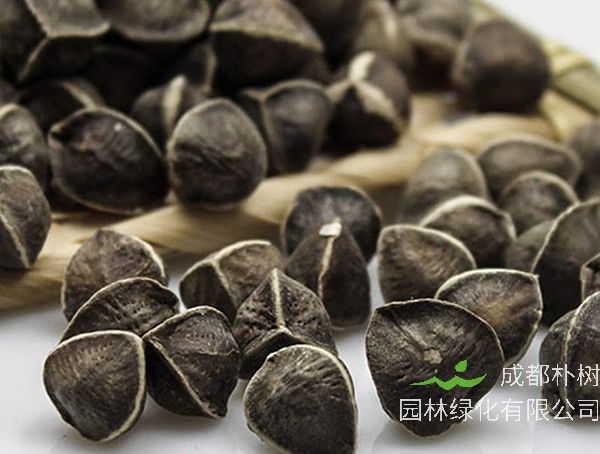 辣木籽多少钱一斤？市场价格怎么样？