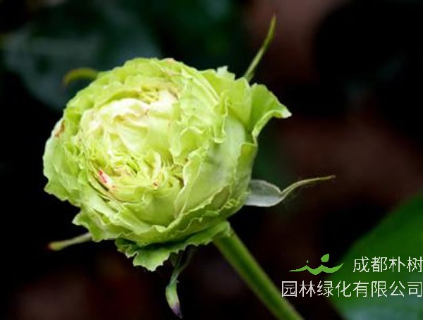 绿星月季优缺点有哪些？