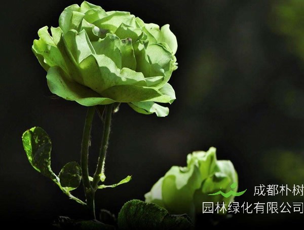 绿星月季如何养最好看？
