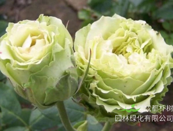 绿星月季是藤本植物吗？
