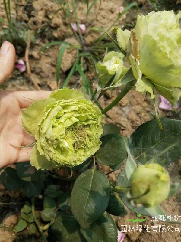 新种植的绿星月季多久能开花？