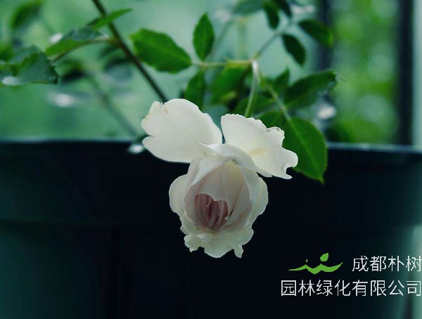 路西法月季的优缺点有哪些？