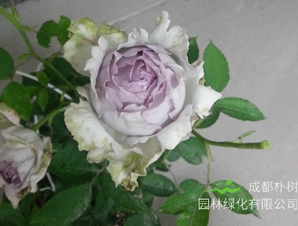 路西法月季扦插方法是怎样的？