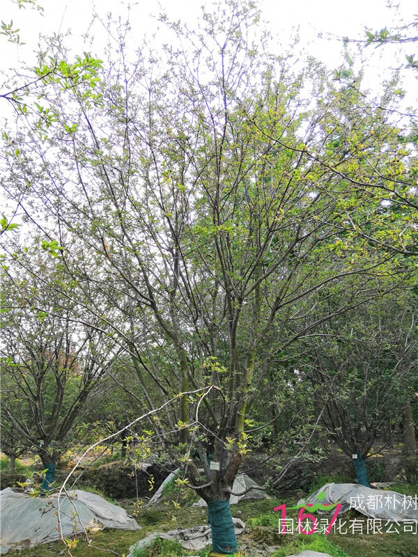 北美海棠什么样？