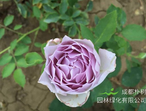 路西法月季为什么打不开花苞？