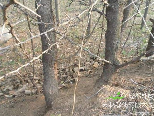 拓树的主要价值有哪些？