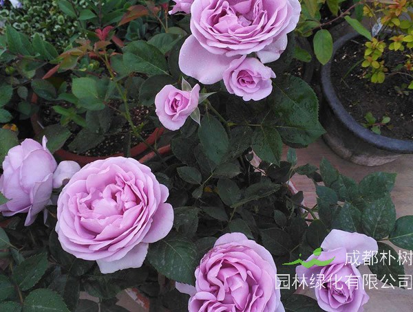 蓝暴月季特点是什么？有哪些优缺点？