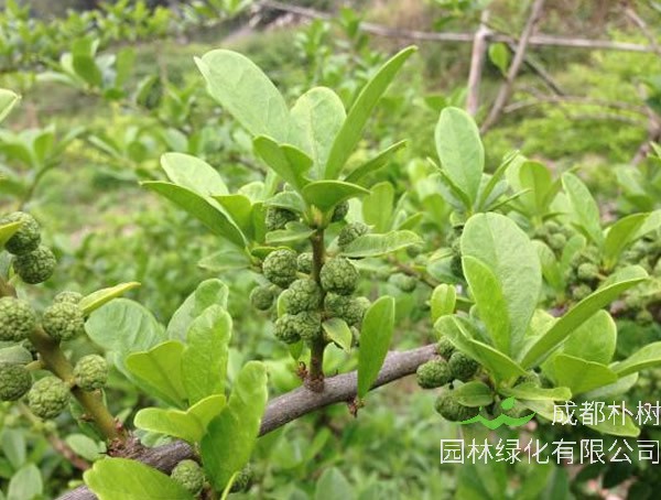 拓树怎么读？拓的读音是什么？