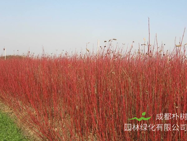 红瑞木果实的药用价值有哪些？能够吃么？