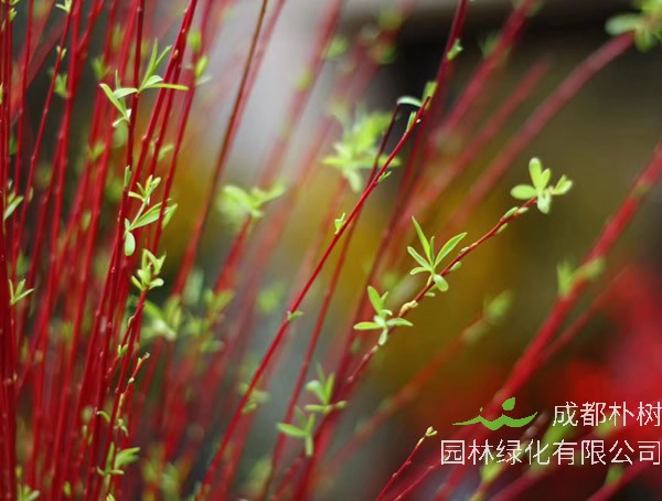 红瑞木的种植技术详解