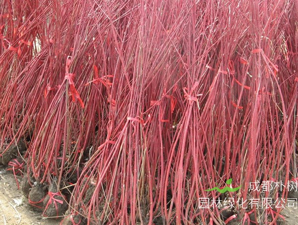 红瑞木是什么植物？有哪些特点？